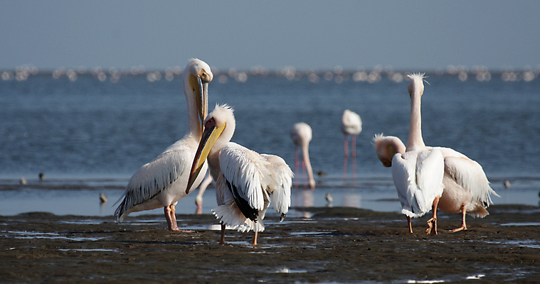 포토 JPG 해외이미지 동물 야생동물 바다 분홍색 아프리카 자연 조류 사람없음 야외 노란색 그룹 큼 펠리컨 깃털 부리 계산서 나미비아 해외202004 해외포토 나라 컬러 크기 생태계 남아프리카 파일형식 이미지허브
