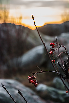 포토 JPG 해외이미지 식물 열매 과일 자연 하늘 노동자 건강 한명 사람 풍경 성인 사람없음 야외 가로 빨간색 농작물 컬러풀 미국 일몰 수확 가을 농촌 신선 잡기 작업 농부 베리 건강식 변소 크랜베리 성인만 카피스페이스 해외202004 해외포토 직업 1 계절 음식 컬러 북아메리카 농업 모션 노을 공백 시골 생태계 파일형식 이미지허브