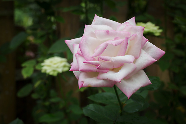 포토 JPG 해외이미지 식물 꽃잎 꽃 결혼 백그라운드 잎 자연 발렌타인데이 사람없음 장식 장미 정원 성장 벚꽃 인사 개화 꽃집 유기농 내추럴 많음 해외202004 해외포토 웰빙 컨셉 데이이벤트 이벤트 상점 예절 생태계 파일형식 이미지허브