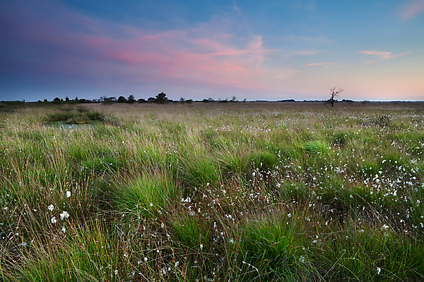 포토 JPG 해외이미지 식물 분홍색 자연 하늘 풍경 사람없음 야외 초록색 파란색 일출 침묵 황혼 일몰 젖음 시골 습지 네덜란드 변소 평야 수평선 해외202004 해외포토 유럽 컬러 노을 소리 생태계 파일형식 이미지허브