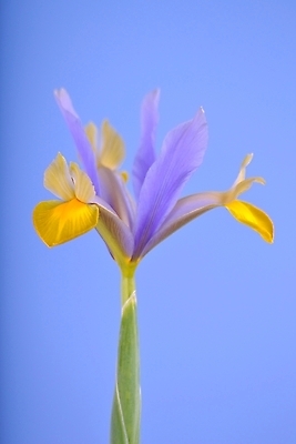 포토 JPG 해외이미지 식물 꽃 분홍색 자연 부활절 사람없음 파란색 흰색 개화 배열 싱글 붓꽃 고립 해외202004 해외포토 기념일 컬러 생태계 파일형식 이미지허브