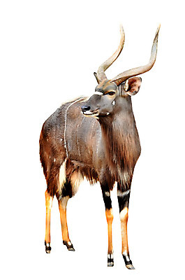 포토 JPG 해외이미지 동물 남자 야생동물 포유류 아프리카 초식동물 성인 사람없음 갈색 검은색 줄무늬 흰색 사파리 영양 고립 해외202004 해외포토 나라 컬러 무늬 사람 파일형식 이미지허브