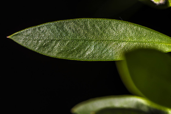 포토 JPG 해외이미지 식물 꽃잎 꽃 잎 자연 사람없음 초록색 정원 봄 다양 성장 시골 맛 수분 꽃가루 꿀 정맥 해외202004 해외포토 계절 컬러 다수 컨셉 가루 생태계 혈관 파일형식 이미지허브