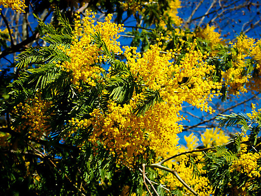 포토 JPG 해외이미지 나무 식물 계절 꽃잎 꽃 꽃다발 백그라운드 잎 꽃무늬 자연 추상 휴가 미술 사람없음 초록색 노란색 새싹 정원 침묵 봄 활발 들꽃 벚꽃 흰색 인사 신선 개화 달콤 부드러움 내추럴 해외202004 해외포토 컬러 컨셉 무늬 문화예술 소리 예절 감각 맛 생태계 파일형식 이미지허브