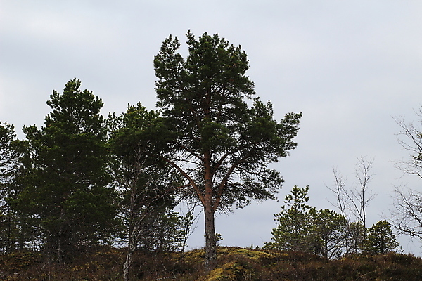 포토 JPG 해외이미지 나무 유럽 겨울 자국 자연 하늘 산 파노라마 노르웨이 풍경 사람없음 목재 파란색 여행객 계곡 등산 트래킹 바위 흰색 정상 숲 언덕 해외202004 해외포토 식물 계절 나라 컬러 재료 레저 촬영기법 사람 돌_바위 생태계 파일형식 이미지허브
