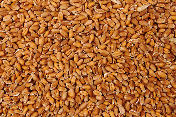 포토 JPG 해외이미지 식물 전통 음식 백그라운드 패턴 농업 자연 건조 건강 옥수수 씨앗 사람없음 농작물 갈색 쌓기 수확 시골 황금 주식 먹이 낟알 시리얼 밀 묘사 유기농 질감 날것 안심 가치 흙더미 생식 숙성 채식주의자 많음 해외202004 해외포토 웰빙 산업 컬러 컨셉 무늬 모션 곡류 육류 금융 흙 생태계 채식 파일형식 더미 이미지허브