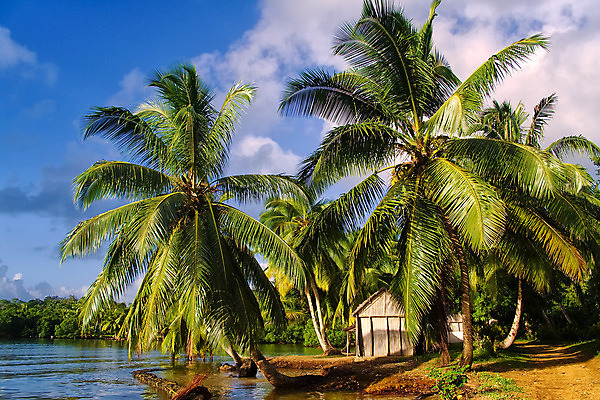 포토 JPG 해외이미지 나무 물결 모래 파도 바다 섬 여행 자연 하늘 휴가 휴식 손바닥 풍경 사람없음 야외 물 여름 파란색 햇빛 태양 맑음 침묵 꿈 만 뜨거움 코코넛 석호 이국적 터키석 파라다이스 해외202004 해외포토 자연요소 식물 손 계절 컬러 컨셉 과일 날씨 소리 보석 생태계 파일형식 이미지허브