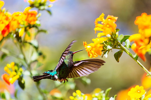포토 JPG 해외이미지 꽃 야생동물 조류 사람없음 아웃포커스 작음 벌새 해외202004 해외포토 식물 동물 촬영기법 크기 파일형식 이미지허브
