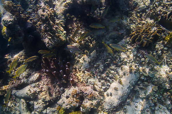 포토 JPG 해외이미지 야생동물 바다 백그라운드 학교 자연 열대 멕시코 어류 풍경 사람없음 물 바닷속 수중 다양 스노클링 산호 다이빙 암초 대서양 석호 깊이 동물상 소금물 이국적 칸쿤 후보 해외202004 해외포토 자연요소 동물 교육 다수 북아메리카 조형물 수영 수중동물 수상스포츠 자포동물 생태계 수중스포츠 파일형식 이미지허브