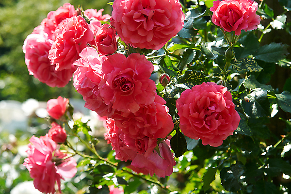 포토 JPG 해외이미지 식물 꽃잎 꽃 분홍색 백그라운드 잎 꽃무늬 자연 발렌타인데이 사랑 사람없음 빨간색 초록색 장미 정원 봄 성장 벚꽃 신선 우아함 심볼 향기 냄새 아로마 열정 꽃가루 악취 내추럴 해외202004 해외포토 계절 감정 컬러 컨셉 무늬 데이이벤트 가루 생태계 파일형식 이미지허브