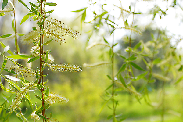 포토 JPG 해외이미지 나무 식물 계절 어린이 백그라운드 잎 자연 벽지 양말 사람없음 야외 초록색 빛 태양 침묵 봄 주식 숲 순수 묘사 심플 지역 자작나무 내추럴 처음 해외202004 해외포토 자연요소 컬러 컨셉 사람 금융 소리 생태계 파일형식 이미지허브