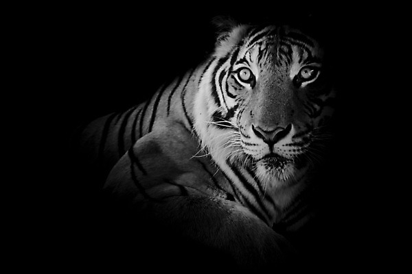 포토 JPG 해외이미지 동물 시선 얼굴 야생동물 오렌지 포유류 아프리카 털 사람없음 반사 머리 고양이 줄무늬 프랑스 분노 흰색 물방울 표현 호랑이 닫기 위험 사파리 육식동물 사냥꾼 표범 고립 공격적 시베리아 해외202004 해외포토 직업 감정 유럽 나라 컬러 컨셉 무늬 과일 모션 신체부위 반려동물 파일형식 이미지허브