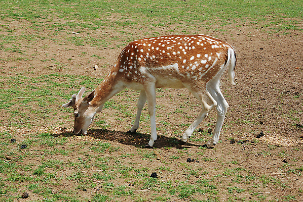 포토 JPG 해외이미지 동물 유럽 야생동물 포유류 자연 사람없음 걷기 동물상 아기사슴 해외202004 해외포토 나라 새끼 모션 사슴 조형물 생태계 파일형식 이미지허브