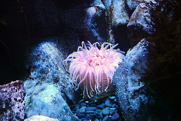 포토 JPG 해외이미지 분홍색 사람없음 수중 수족관 해외202004 해외포토 컬러 파일형식 이미지허브