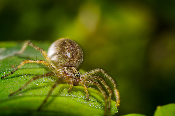 포토 JPG 해외이미지 동물 여자 유럽 야생동물 곤충 백그라운드 잎 자연 사람없음 야외 가로 초록색 컬러풀 갈색 정원 점프 검은색 웹 놀이방 흰색 벌레 샴페인 묘사 육식동물 거미 내추럴 동물상 해외202004 해외포토 식물 나라 컬러 인터넷 모션 주류 사람 조형물 생태계 파일형식 이미지허브