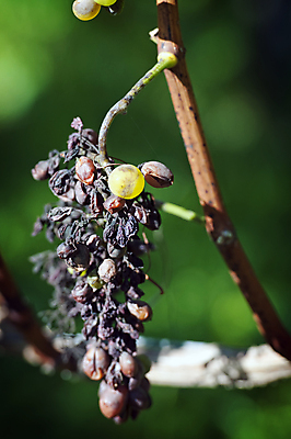 포토 JPG 해외이미지 음식 과일 포도 생물 사람없음 빨간색 컬러풀 약 고통 죽음 바이러스 벌레 위생 질병 위험 예방 생물학 감염 박테리아 내추럴 바이오 소독 옛날 해로움 살균 해외202004 해외포토 교육 감정 컬러 곤충 컨셉 의학 파일형식 이미지허브