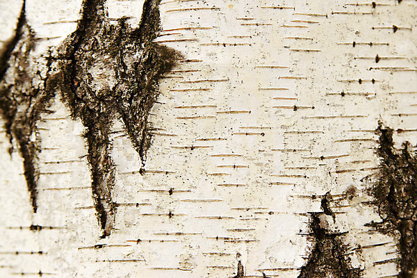 포토 JPG 해외이미지 나무 식물 외관 백그라운드 패턴 자연 벽지 표면 추상 이끼 사람없음 목재 장식 환경 검은색 줄무늬 회색 껍질 흰색 점 거친 균열 플랫 숲 낟알 묘사 유기농 질감 날것 통나무 나무껍질 자작나무 잡동사니 내추럴 구김 생태학 수목 썩음 해외202004 해외포토 웰빙 교육 컬러 무늬 재료 모션 생태계 파일형식 이미지허브