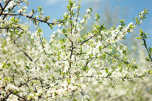 포토 JPG 해외이미지 나무 식물 계절 꽃잎 꽃 분홍색 백그라운드 꽃무늬 자연 벽지 하늘 새로움 사람없음 야외 초록색 파란색 햇빛 태양 우주 정원 일본 맑음 침묵 봄 성장 벚꽃 흰색 신선 개화 체리 닫기 사과 원예 내추럴 꽃수술 살구 생태학 해외202004 해외포토 자연요소 교육 아시아 컬러 컨셉 무늬 과일 모션 날씨 취미 소리 생태계 파일형식 이미지허브