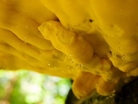 포토 JPG 해외이미지 나무 식물 음식 백그라운드 오렌지 자연 선반 건강 육류 사람없음 야외 목재 초록색 여름 약 갈색 노란색 치킨 버섯 가을 신선 숲 9월 묘사 유기농 질감 생물학 내추럴 곰팡이 삼림지대 식용 해외202004 해외포토 웰빙 계절 교육 컬러 가구 과일 식재료 재료 의학 날짜 생태계 닭고기요리 파일형식 이미지허브