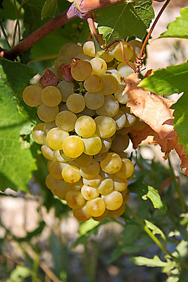 포토 JPG 해외이미지 식물 열매 산업 과일 자연 포도 사람없음 빛 정원 사진촬영 수확 가을 포도밭 동물상 해외202004 해외포토 계절 밭 농업 조형물 촬영 생태계 파일형식 이미지허브