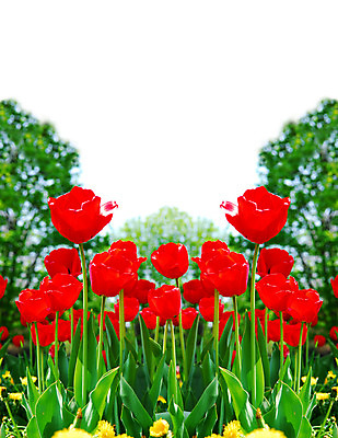 포토 JPG 해외이미지 식물 계절 공원 꽃 백그라운드 꽃무늬 전구 자연 잔디 사람없음 야외 빨간색 초록색 컬러풀 노란색 정원 맑음 봄 튤립 성장 침대 개화 민들레 4월 5월 속도 원예 화단 진홍색 내추럴 강렬 뒤뜰 해외202004 해외포토 공공시설 컬러 가구 무늬 날씨 취미 날짜 생태계 파일형식 이미지허브