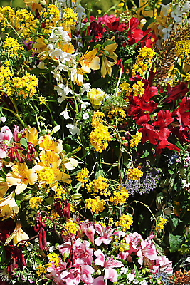 포토 JPG 해외이미지 꽃 백그라운드 꽃무늬 추상 사람없음 빨간색 초록색 컬러풀 노란색 개화 강렬 해외202004 해외포토 식물 컬러 무늬 파일형식 이미지허브