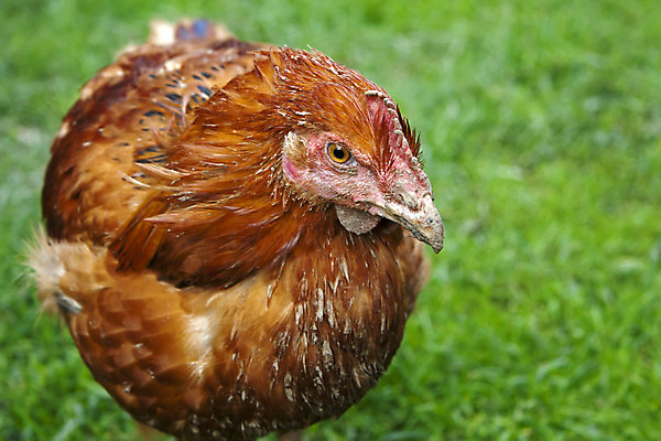 포토 JPG 해외이미지 동물 음식 백그라운드 농업 자연 조류 병아리 사람없음 농장 갈색 치킨 가축 시골 깃털 유기농 부리 내추럴 밭일 암탉 해외202004 해외포토 웰빙 산업 컬러 닭 암컷 생태계 닭고기요리 파일형식 이미지허브