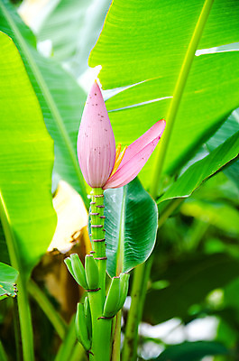 포토 JPG 해외이미지 나무 식물 계절 공원 꽃잎 꽃 아시아 음식 줄기 분홍색 잎 꽃무늬 농업 태국 자연 바나나 건강 사람없음 야외 장식 빨간색 초록색 농장 환경 침묵 봄 벚꽃 신선 싱글 유기농 해외202004 해외포토 웰빙 공공시설 나라 산업 컬러 무늬 과일 소리 생태계 파일형식 이미지허브
