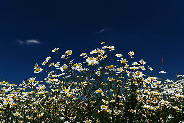 포토 JPG 해외이미지 구름 꽃잎 꽃 줄기 잎 밭 농업 자연 하늘 사람없음 야외 여름 파란색 햇빛 태양 노란색 머리 우주 환경 봄 활발 들꽃 흰색 시골 선택 데이지 장면 전경 해외202004 해외포토 자연요소 식물 계절 산업 컬러 컨셉 풍경 신체부위 생태계 파일형식 탑뷰 이미지허브