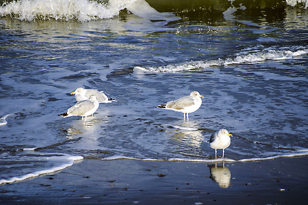 포토 JPG 해외이미지 바다 백그라운드 자연 갈매기 조류 하늘 사람없음 야외 태양 일출 황혼 일몰 새벽 수평선 해외202004 해외포토 자연요소 동물 노을 생태계 파일형식 이미지허브
