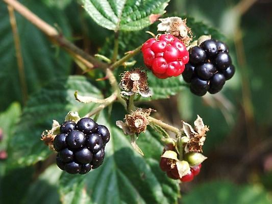 포토 JPG 해외이미지 사람없음 빨간색 태양 맑음 검은색 부드러움 블랙베리 해외202004 해외포토 자연요소 컬러 과일 날씨 감각 파일형식 이미지허브