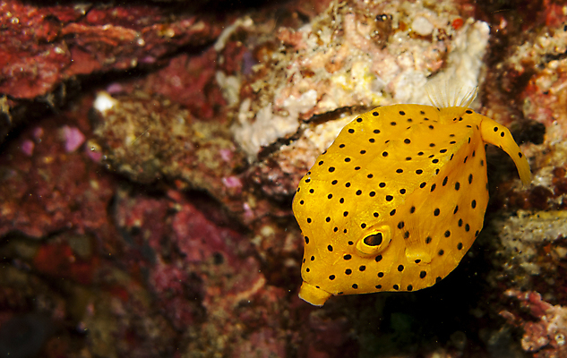 포토 JPG 해외이미지 야생동물 바다 여행 학교 모션 자연 휴가 어류 풍경 사람없음 야외 파란색 노란색 바닷속 수중 수영 물방울 아래 다이빙 생물학 지느러미 내추럴 깊이 동물상 생태학 침몰 많음 해외202004 해외포토 동물 교육 컬러 컨셉 조형물 수중동물 수상스포츠 방향 생태계 위치 수중스포츠 파일형식 이미지허브