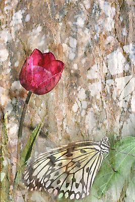 포토 JPG 해외이미지 나무 식물 꽃 분홍색 나비 백그라운드 사람없음 목재 정원 봄 튤립 질감 나무껍질 효과 해외202004 해외포토 계절 컬러 곤충 재료 껍질 파일형식 이미지허브