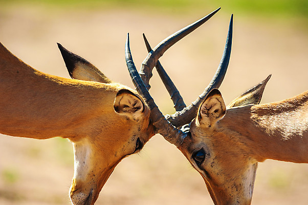 포토 JPG 해외이미지 동물 남자 얼굴 야생동물 2 포유류 아프리카 자연 뿔 사람없음 야외 갈색 머리 게임 황무지 라이벌 사파리 싸움 귀 영양 북쪽 남쪽 짝짓기 내추럴 가젤 공격적 램 서쪽 힘찬 해외202004 해외포토 나라 컬러 컨셉 모션 놀이 사람 신체부위 방향 생태계 파일형식 이미지허브