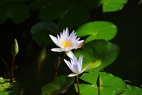 포토 JPG 해외이미지 식물 응시 공원 꽃잎 꽃 아시아 호수 백그라운드 꽃무늬 자연 사람없음 초록색 물 정원 중국 벚꽃 흰색 내추럴 이국적 해외202004 해외포토 자연요소 시선 공공시설 나라 컬러 무늬 생태계 파일형식 이미지허브