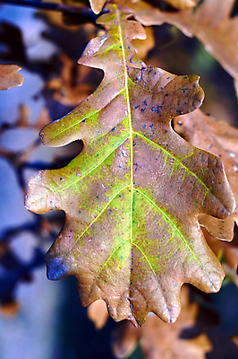 포토 JPG 해외이미지 나무 식물 잎 자연 사람없음 초록색 정원 가을 묘사 배지 정맥 폴란드 해외202004 해외포토 계절 유럽 컬러 생태계 혈관 파일형식 이미지허브