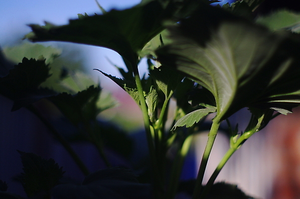 포토 JPG 해외이미지 나무 식물 1 디자인 계절 백그라운드 잎 자연 하늘 주택 풍경 사람없음 목재 장식 초록색 여름 평화 우주 환경 정원 힘 봄 젖음 추위 성장 나뭇가지 시골 신선 고독 냄비 큼 땅 묘사 싱글 내추럴 생태학 심기 옛날 수평선 해외202004 해외포토 교육 감정 컬러 컨셉 재료 모션 건물 솥 크기 생태계 파일형식 이미지허브