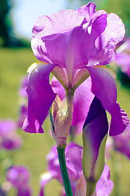 포토 JPG 해외이미지 식물 꽃잎 꽃 백그라운드 잎 꽃무늬 자연 수염 사람없음 초록색 파란색 컬러풀 노란색 정원 보라색 봄 벚꽃 흰색 개화 닫기 제비꽃 묘사 붓꽃 잡종 내추럴 해외202004 해외포토 계절 컬러 무늬 모션 생태계 파일형식 이미지허브