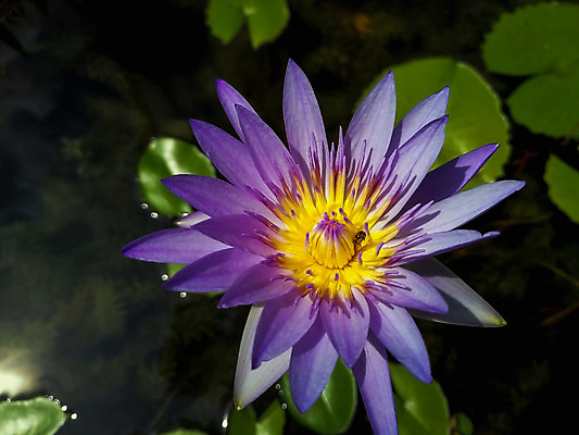 포토 JPG 해외이미지 식물 꽃잎 꽃 호수 백그라운드 잎 꽃무늬 자연 사람없음 야외 초록색 물 정원 보라색 벚꽃 연못 신선 개화 당구 내추럴 해외202004 해외포토 자연요소 컬러 무늬 구기 생태계 파일형식 이미지허브