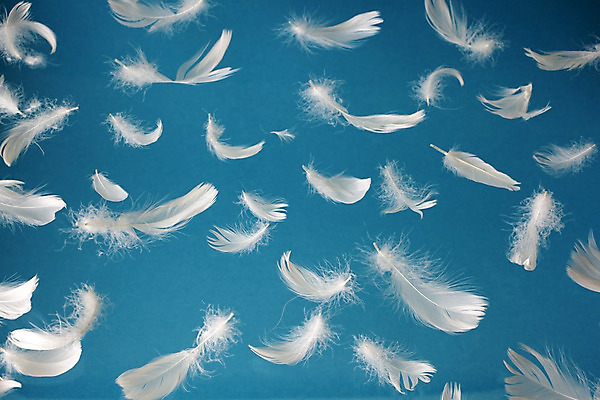 포토 JPG 해외이미지 동물 백그라운드 날개 자연 조류 하늘 사람없음 파란색 빛 자유 흰색 깃털 부드러움 거위 천진난만 해외202004 해외포토 컬러 컨셉 감각 생태계 파일형식 이미지허브