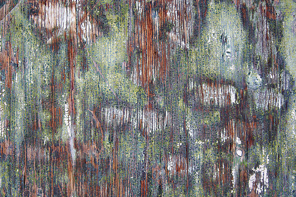 포토 JPG 해외이미지 선 백그라운드 자연 표면 추상 사람없음 목재 손상 거친 균열 묘사 질감 날것 내추럴 수목 옛날 해외202004 해외포토 나무 컨셉 무늬 재료 모션 생태계 파일형식 이미지허브