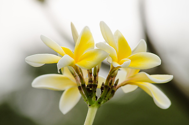 포토 JPG 해외이미지 식물 꽃잎 꽃 분홍색 잎 꽃무늬 자연 사람없음 초록색 컬러풀 봄 벚꽃 흰색 내추럴 해외202004 해외포토 계절 컬러 무늬 생태계 파일형식 이미지허브