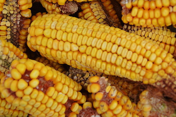 포토 JPG 해외이미지 식물 음식 백그라운드 밭 농업 채소 자연 건조 건강 옥수수 씨앗 사람없음 여름 농작물 농장 노란색 수확 가을 신선 달콤 낟알 시리얼 유기농 질감 날것 밭일 숙성 많음 해외202004 해외포토 웰빙 계절 산업 컬러 컨셉 곡류 맛 생태계 파일형식 이미지허브