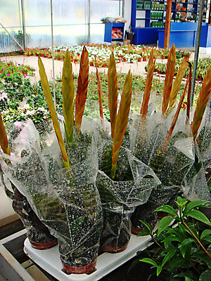 포토 JPG 해외이미지 식물 계절 꽃잎 꽃 꽃다발 잎 자연 탁자 친절 발렌타인데이 사람없음 목재 파란색 상자 장미 세일 꽃병 보라색 놀람 봄 벚꽃 신선 개화 시장 다발 꽃집 양동이 묘사 데이지 엽서 수국 라일락 내추럴 강렬 우수 작약 초능력 해외202004 해외포토 나무 감정 컬러 가구 재료 데이이벤트 표정 상점 편지 절기 생태계 파일형식 이미지허브