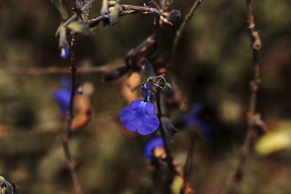 포토 JPG 해외이미지 식물 꽃 잎 사람없음 파란색 정원 보라색 벚꽃 캘리포니아 해외202004 해외포토 컬러 미국 파일형식 이미지허브