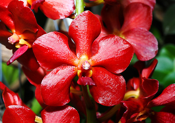 포토 JPG 해외이미지 식물 꽃잎 꽃 화초 선 꽃무늬 자연 새로움 주택 실내 동양인 사람없음 내부 장식 정원 벚꽃 신선 도시 생일 난초 우아함 심플 쇼 대칭 이국적 해외202004 해외포토 기념일 컨셉 무늬 인종 건물 생태계 파일형식 이미지허브