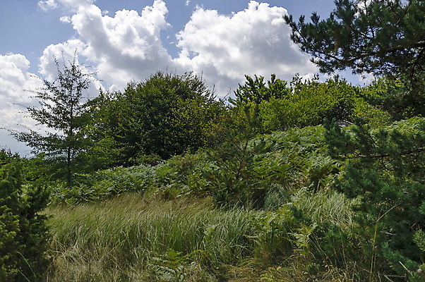 포토 JPG 해외이미지 나무 구름 계절 백그라운드 잎 밭 자연 하늘 산 사람없음 초록색 여름 파란색 컬러풀 노란색 숲 불가리아 해외202004 해외포토 자연요소 식물 컬러 농업 생태계 파일형식 남유럽 이미지허브