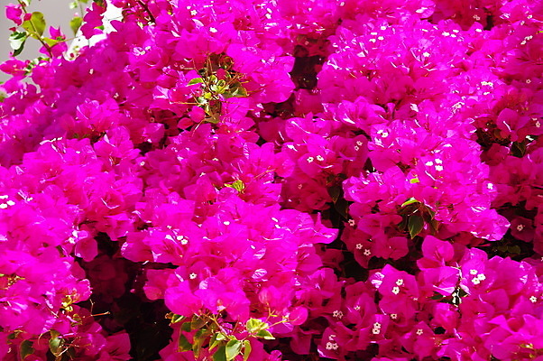 포토 JPG 해외이미지 나무 식물 꽃잎 꽃 아시아 여행 백그라운드 건축양식 자연 열대 사람없음 빨간색 초록색 정원 성장 벚꽃 흰색 지중해 그리스 그리스인 해외202004 해외포토 서양인 건축 유럽 나라 바다 컬러 생태계 파일형식 이미지허브