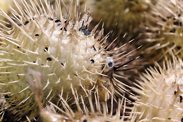 포토 JPG 해외이미지 음식 바다 낚시 어류 서기 사람없음 초록색 물 세일 냉동 얼음 줄무늬 죽음 시장 해외202004 해외포토 자연요소 컬러 무늬 모션 레저 수중동물 파일형식 이미지허브