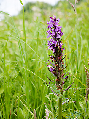 포토 JPG 해외이미지 식물 계절 꽃 유럽 백그라운드 날개 자연 사람없음 야외 초록색 정원 보라색 봄 줄무늬 들꽃 벚꽃 신선 점 행운 난초 황무지 보호 작음 속도 싱글 멸종 내추럴 발칸반도 세르비아 해외202004 해외포토 나라 컬러 컨셉 무늬 크기 생태계 파일형식 이미지허브